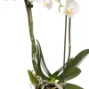 Mini Orchidee (Phalaenopsis 'Little Kolibri') weiß D 9 cm H 30 cm