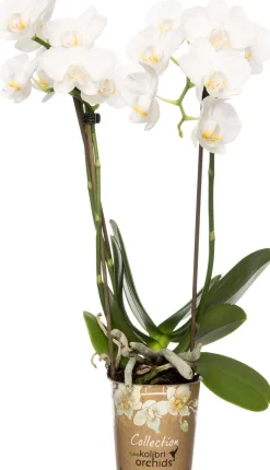Mini Orchidee (Phalaenopsis 'Little Kolibri') weiß D 9 cm H 30 cm