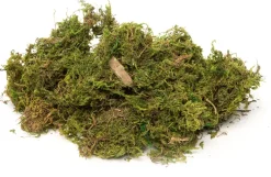 Moos getrocknet 50 g grün