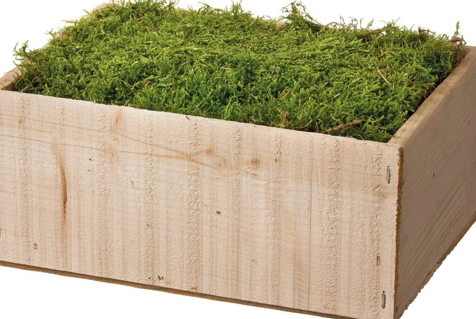 Moos zur Dekoration in Holzkiste 40 x 25 x 10 cm