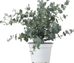 Mostgummi-Eukalyptus (Eucalyptus gunnii) D 19 H 25 cm