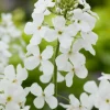 Nachtviole (Hesperis matronalis 'Alba') D 11 H 5 cm