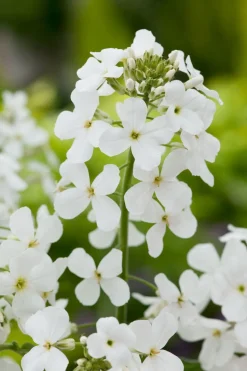 Nachtviole (Hesperis matronalis 'Alba') D 11 H 5 cm
