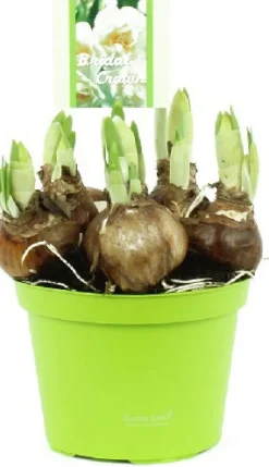 Narzisse (Narcissus 'Bridal Crown') D 12 H 15 cm