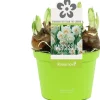 Narzisse  (Narcissus 'Bridal Crown') D 12 H 14 cm