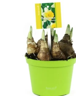 Narzisse (Narzissesus 'Attraction') D 12 H 14 cm