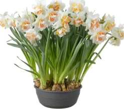 Narzissen-Schale (Narzissesus) D 27 H 25 cm