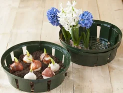 Nature Blumenzwiebel Pflanzschale grün D 26 H 7,5 cm 3 St.