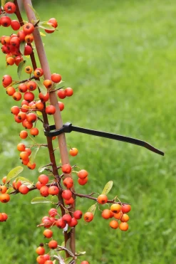 Nature Kabelbinder 30 cm schwarz 25 St.