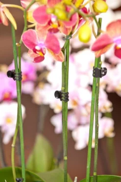 Nature Orchideenclips schwarz 10 St.