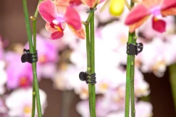 Nature Orchideenclips schwarz 10 St.