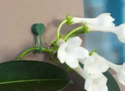 Nature Pflanzenklammern grün D 15 mm 15 St.