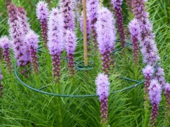 Nature Pflanzenstützen D 40 cm 3 St.