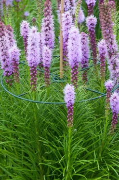 Nature Pflanzenstützen D 30 cm 3 St.