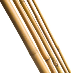 Nature Pflanzstab Bambus H 210 cm D 16-18 mm 3 St.