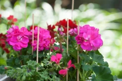 Nature Pflanzstab Bambus H 30 cm 20 St.