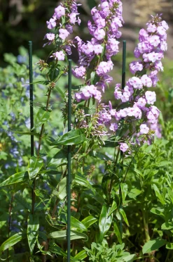 Nature Pflanzstab Metall H 150 cm D 11mm