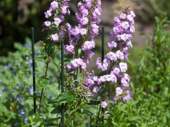 Nature Pflanzstab Metall H 150 cm D 11mm