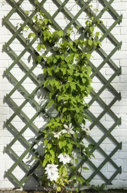 Nature Rankgitter 50 x 150 cm grün