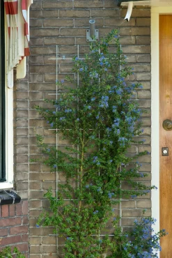 Nature Rankgitter Metall kunststoffbeschichtet 150 x 45 cm grün