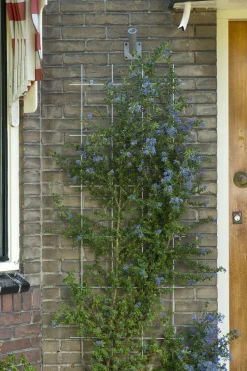 Nature Rankgitter Metall kunststoffbeschichtet 150 x 75 cm grün