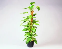 Nature Rankhilfe Kokosstab H 60 cm D 38 mm