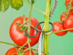 Nature Tomatenringe D 65 mm 25 St.