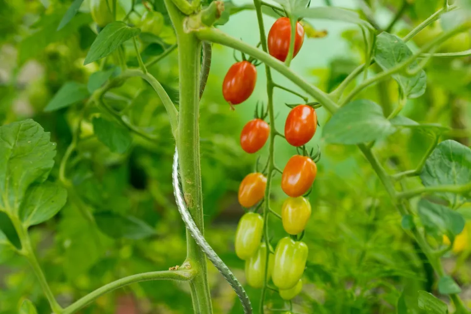 Nature Tomatenspiralstab 150 cm