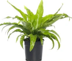 Nestfarn (Asplenium antiquum) D 17 H 50 cm
