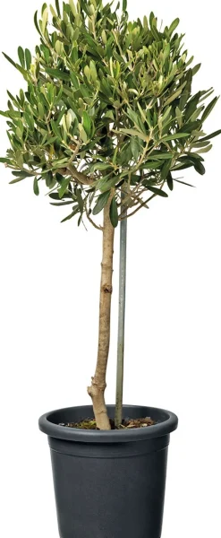 Olivenbaum (Olea) D 18 H  cm