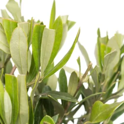 Olivenbaum (Olea europaea) D 16 H 50 cm