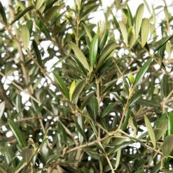 Olivenbaum (Olea europaea) D 40 H 100 cm