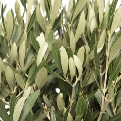 Olivenbaum (Olea europaea) D 30 H 120 cm