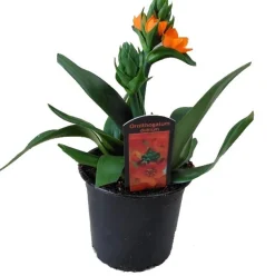 Orangefarbener Milchstern (Ornithogalum dubium) D 12 H 25 cm