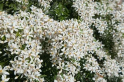 Orangenblumen (Choisya ternata 'White Dazzler') D 19 H 20 cm