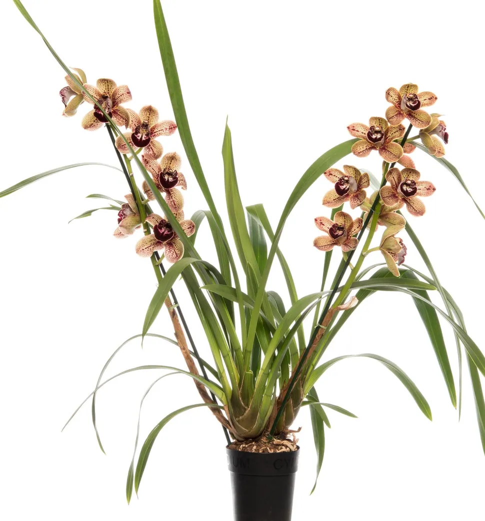 Orchidee (Cymbidium braun 3-4 Zweige) D 14 H 80 cm
