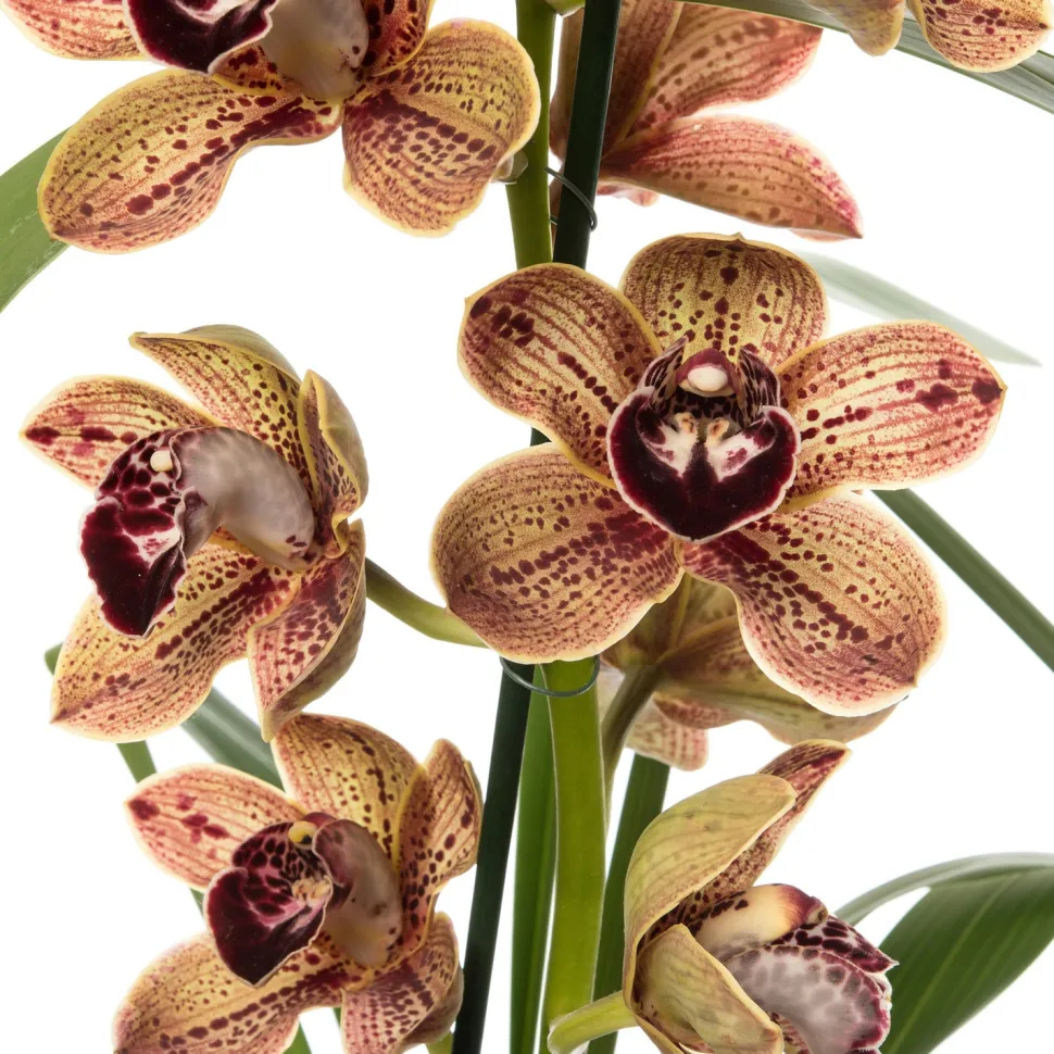 Orchidee (Cymbidium braun 3-4 Zweige) D 14 H 80 cm