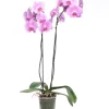 Orchidee (Phalaenopsis) rosa D 12 cm H 55 cm