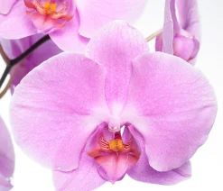 Orchidee (Phalaenopsis) rosa D 12 cm H 55 cm