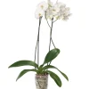 Orchidee (Phalaenopsis) weiß D 12 cm H 55 cm