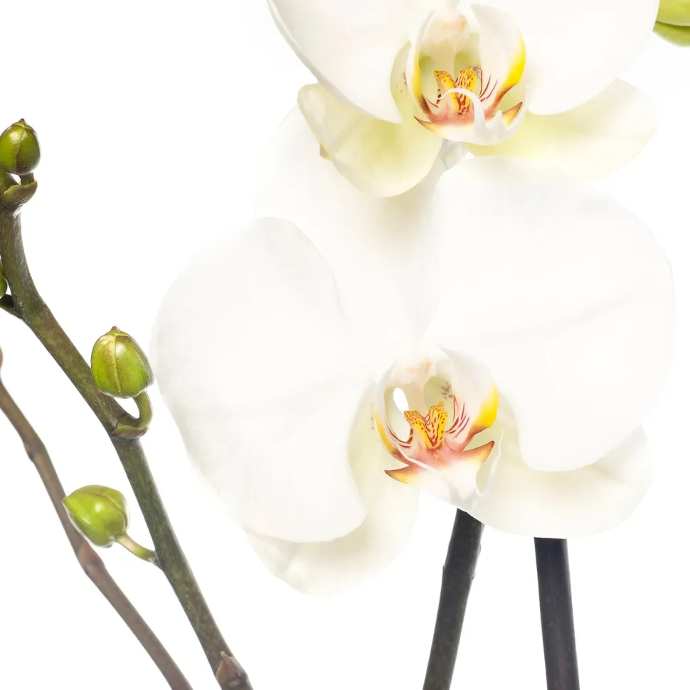 Orchidee (Phalaenopsis) weiß D 12 cm H 55 cm