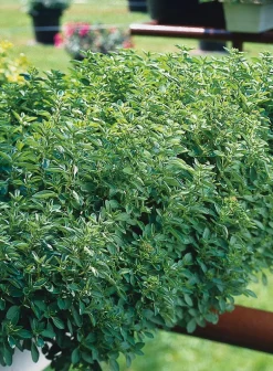 Oregano (Origanum vulgare) D 9 H 5 cm