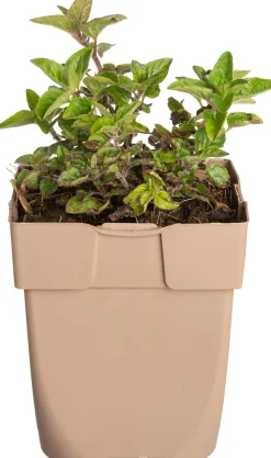 Oregano (Origanum vulgare) D 11 H 10 cm