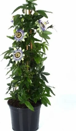 Passionsblume (Passiflora caerulea) D 19 H 65 cm