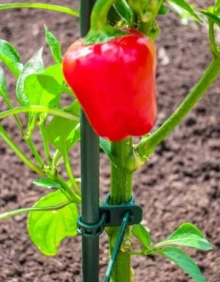 Peacock Pflanzstab D 11 mm H 150 cm