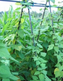 Peacock Pflanzstab D 11 mm H 150 cm