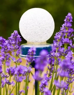 Peacock Solarleuchte für Erdspieß 8 x 7,5 x 17 cm