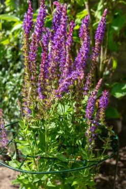 Peacock Stützgitter mit 3 Stäben grün D 40 H 100 cm