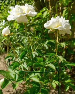 Peacock Stützring mit 3 Stäben grün D 25 H 75 cm