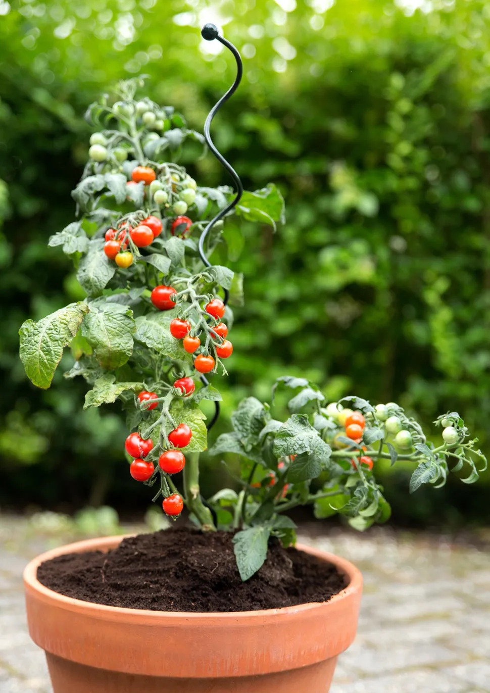 Peacock Stützstab Spiral grün D 5 H 55 cm